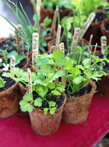 Garden Planting Guide: When to Plant Seeds and Seedlings for Your Region